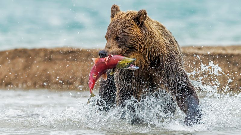 Grizzly bear Great Bear Lodge British Columbia