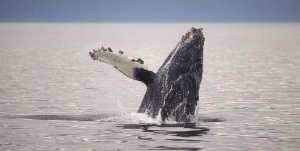 Tofino - Whalewatching Cruise