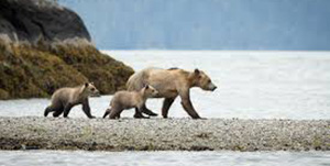 Knight Inlet Lodge - Grizzly Bear and Wildlife Watching
