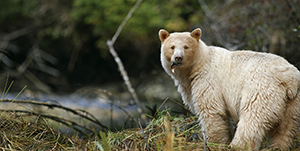 Spirit Bear Lodge - Grizzly and spirit bear viewing