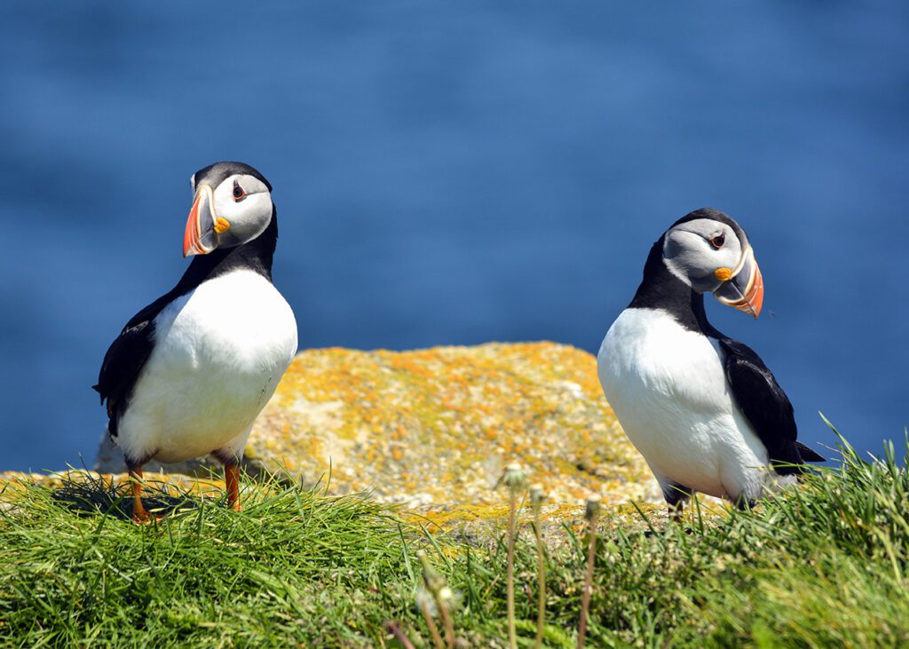 Nova Scotia Puffin