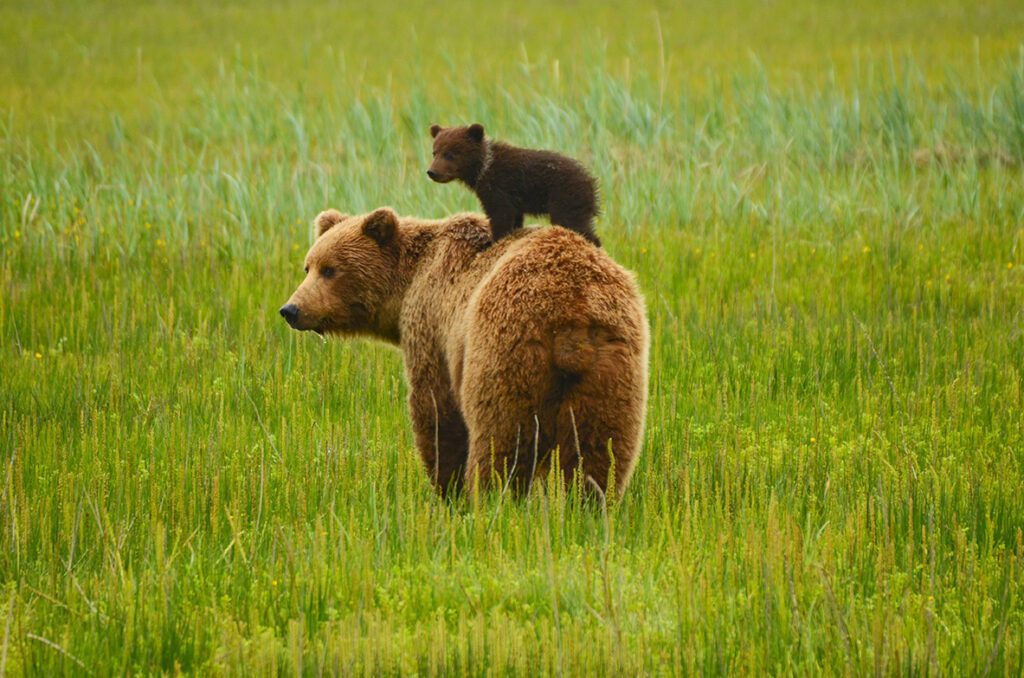 Grizzly Bear Canada