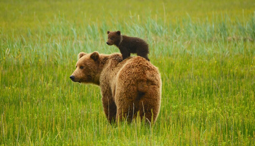 Grizzly Bear Canada