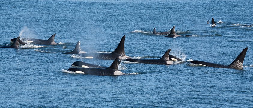 Orca