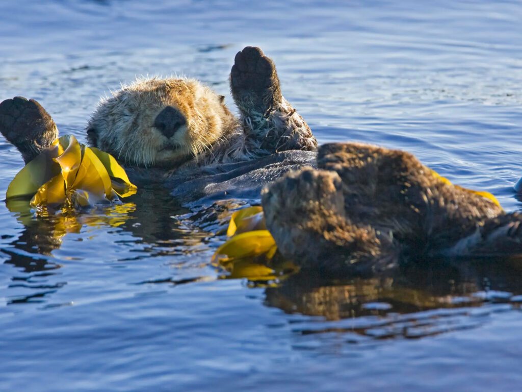Sea Otter Tofino