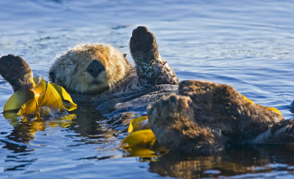 Sea Otter Tofino