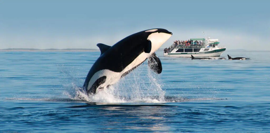 Victoria Orca Spirit